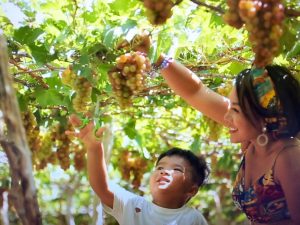 vineyard in Ninh Thuan