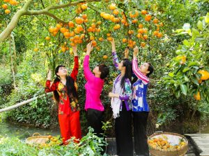 Fruit Gardens in Mekong Delta April